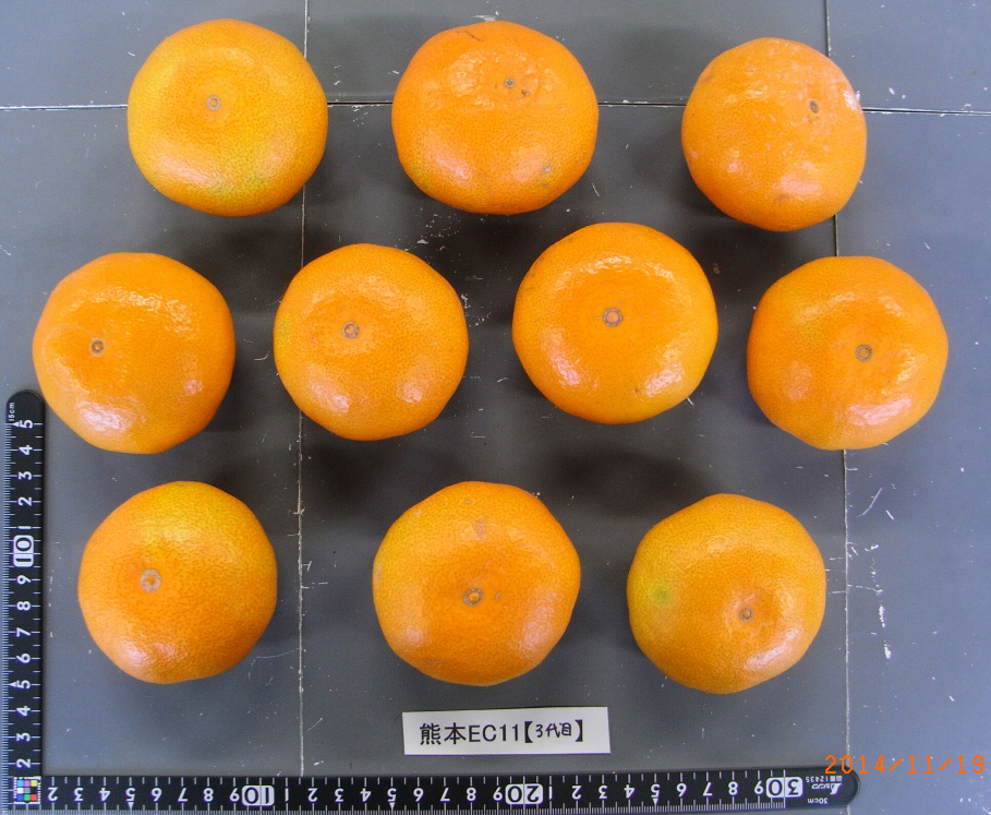 树体 (MAFF, Japan)