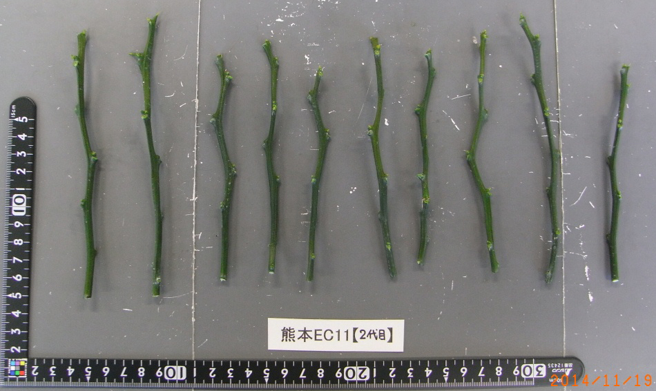 树体 (MAFF, Japan)