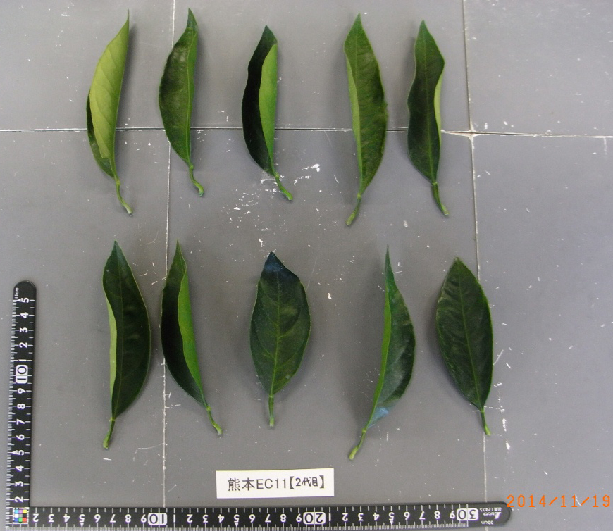 果实 (MAFF, Japan)