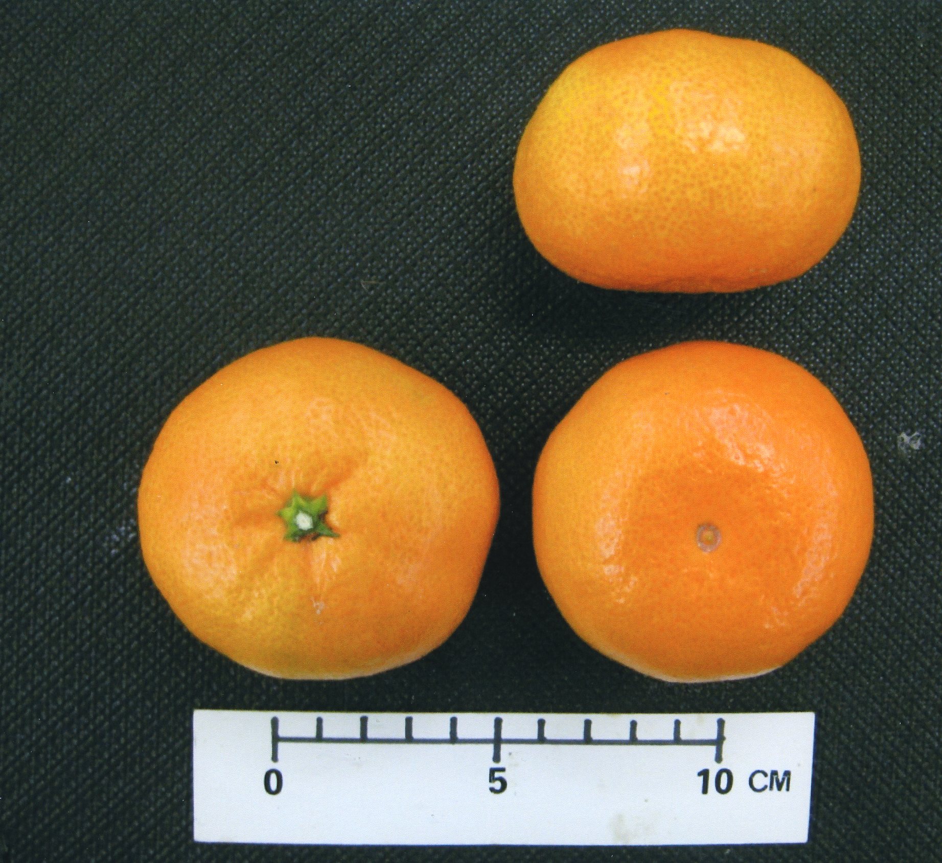 果实 (MAFF, Japan)