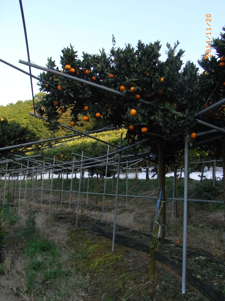 果实 (MAFF, Japan)