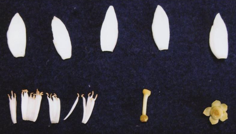 果实 (MAFF, Japan)