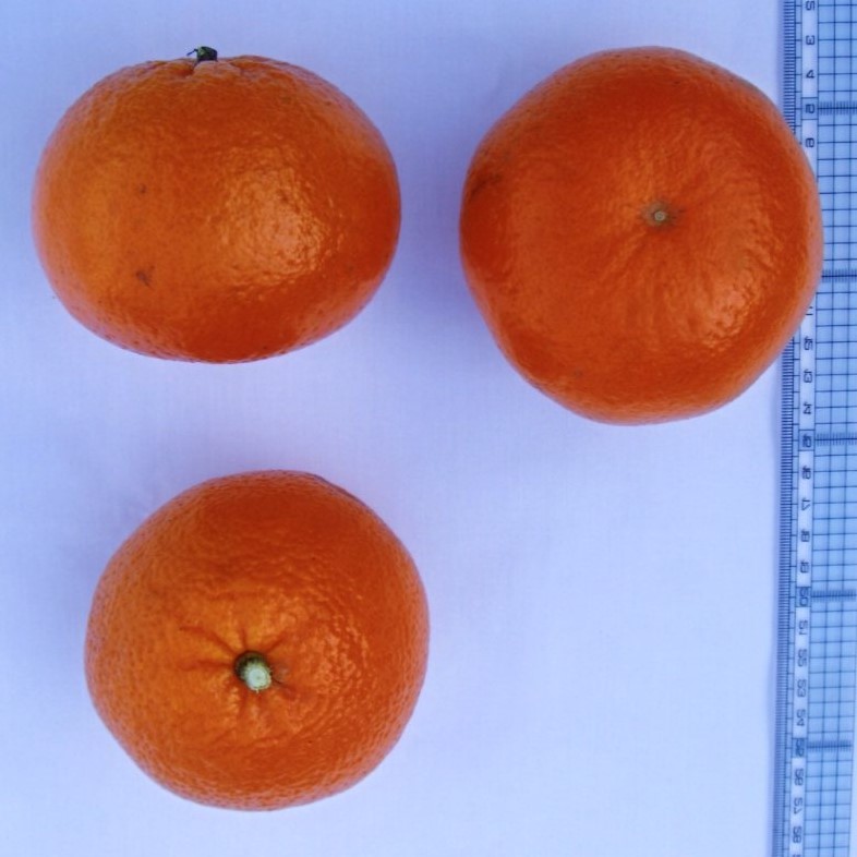 果实 (MAFF, Japan)