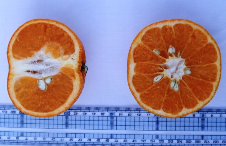 果实 (MAFF, Japan)