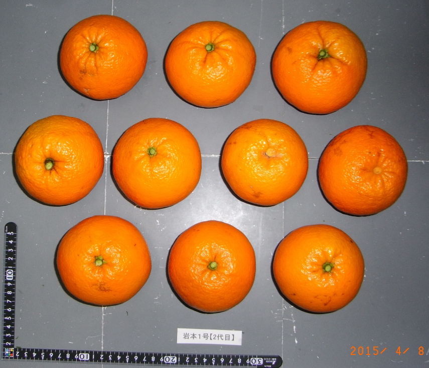 果实 (MAFF, Japan)