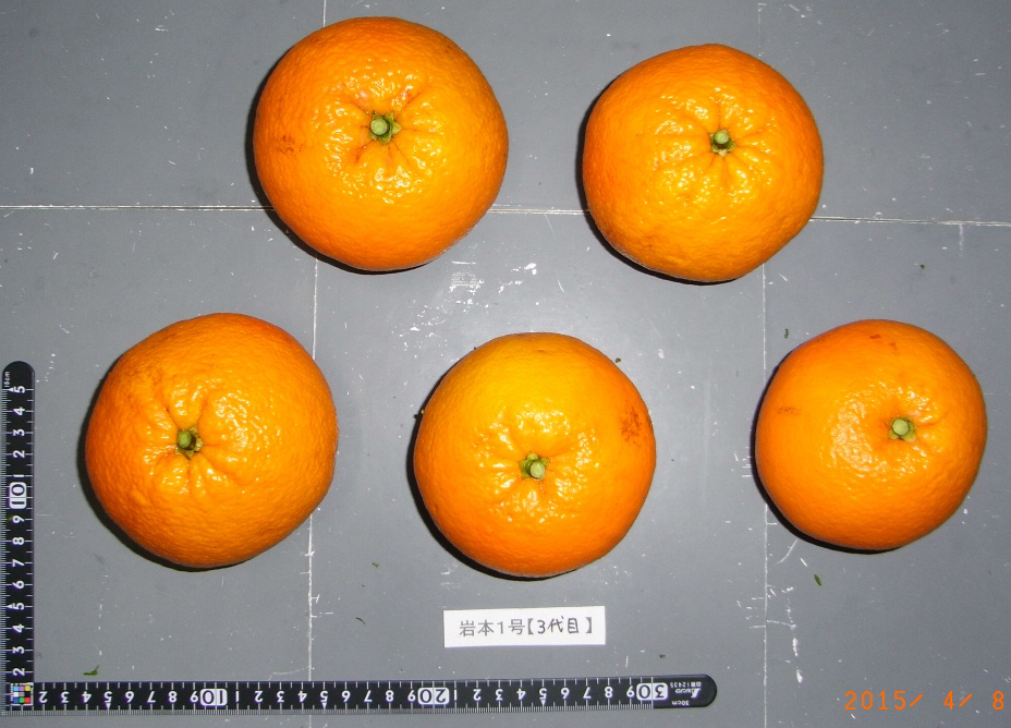 果实 (MAFF, Japan)