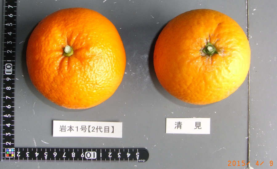 果实 (MAFF, Japan)