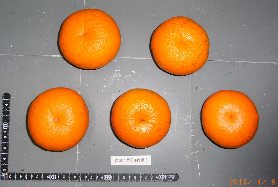 树体 (MAFF, Japan)