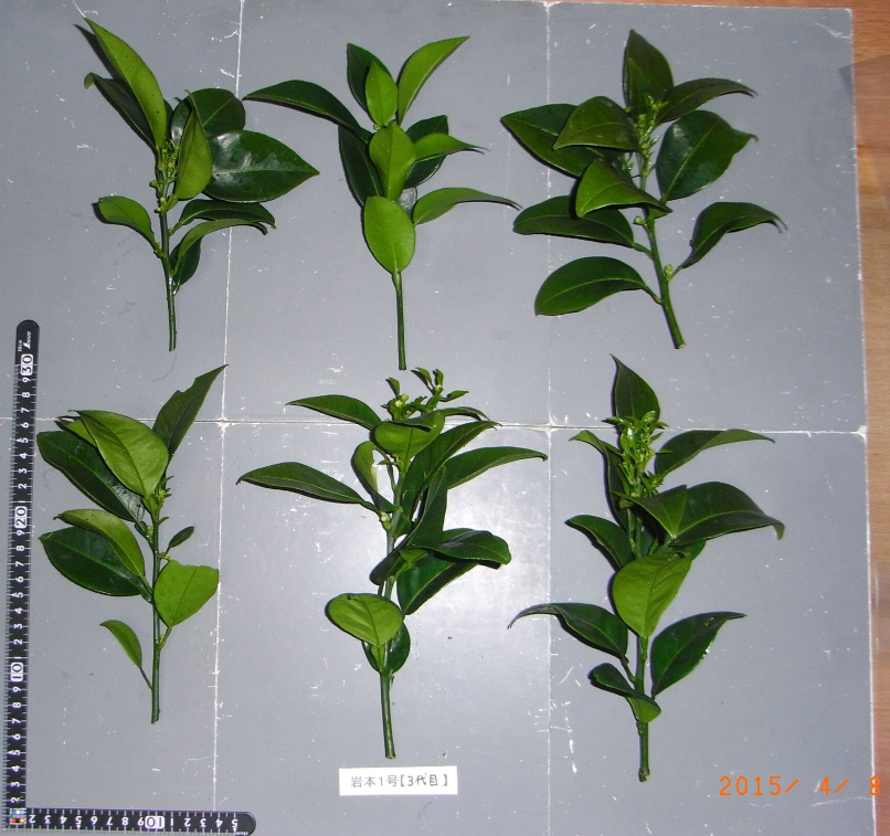 果实 (MAFF, Japan)