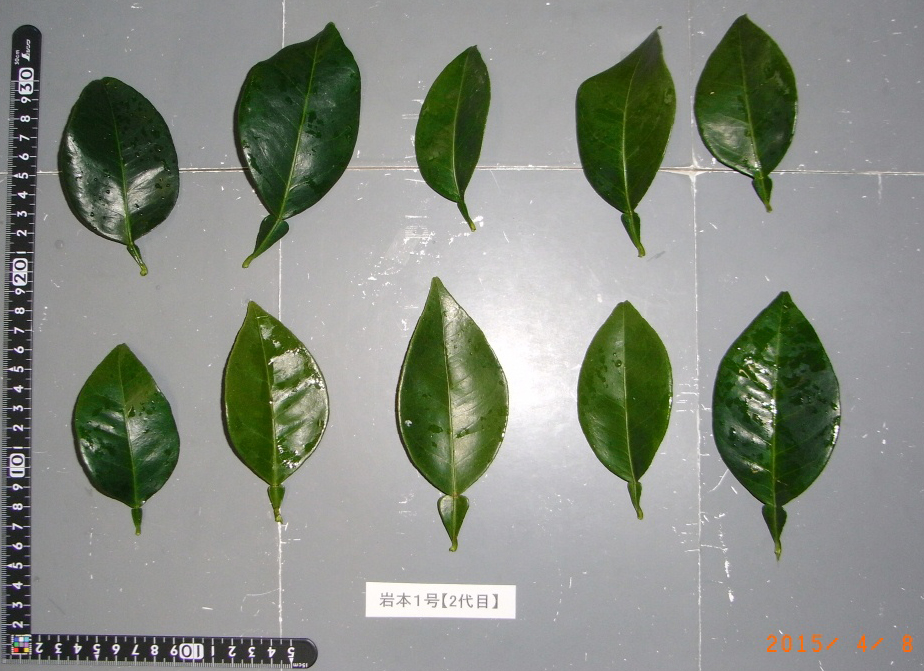 树体 (MAFF, Japan)