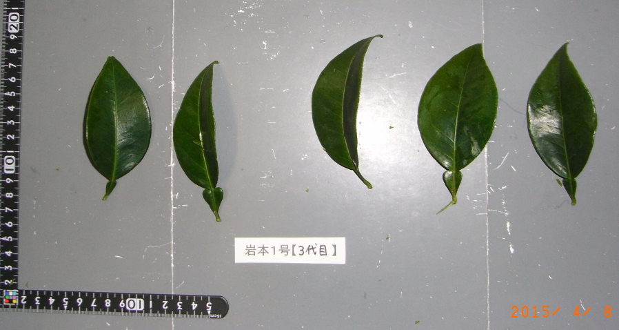 果实 (MAFF, Japan)