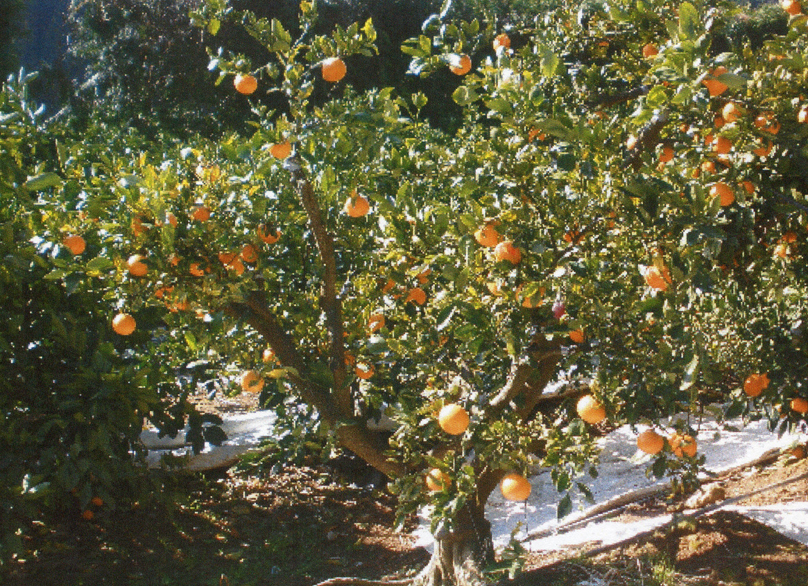 树体 (MAFF, Japan)