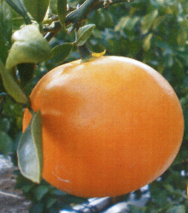 果实 (MAFF, Japan)