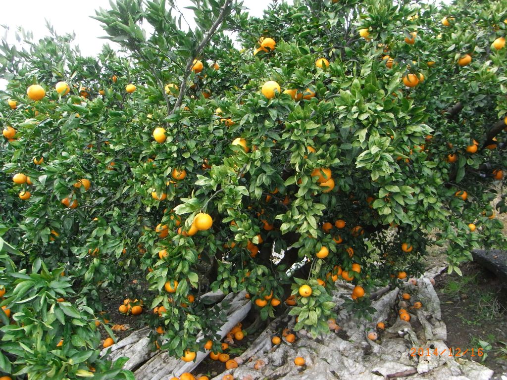 果实 (MAFF, Japan)