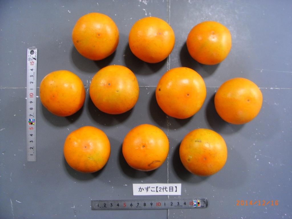 果实 (MAFF, Japan)