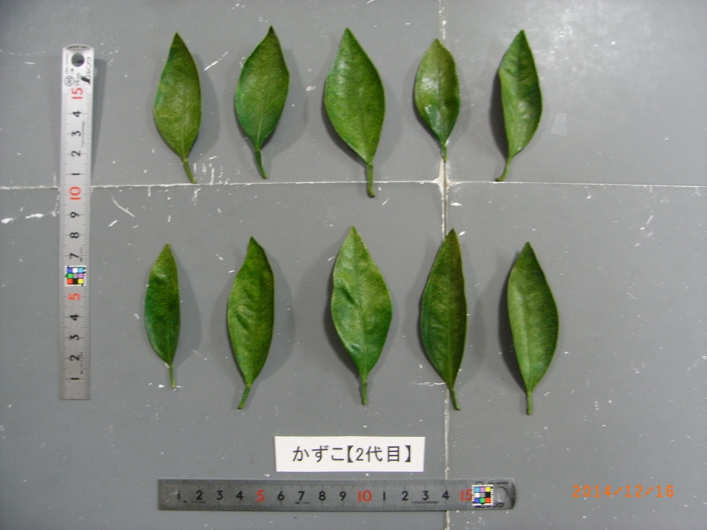 果实 (MAFF, Japan)