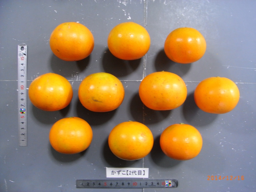 树体 (MAFF, Japan)