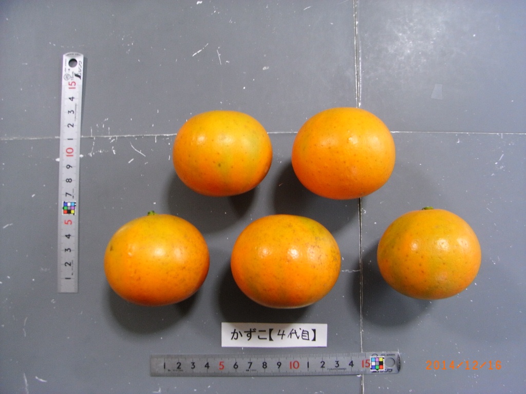 果实 (MAFF, Japan)