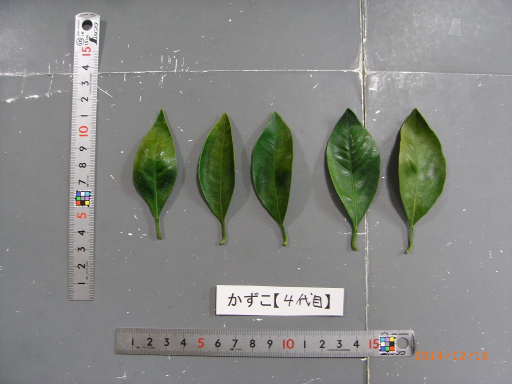 果实 (MAFF, Japan)