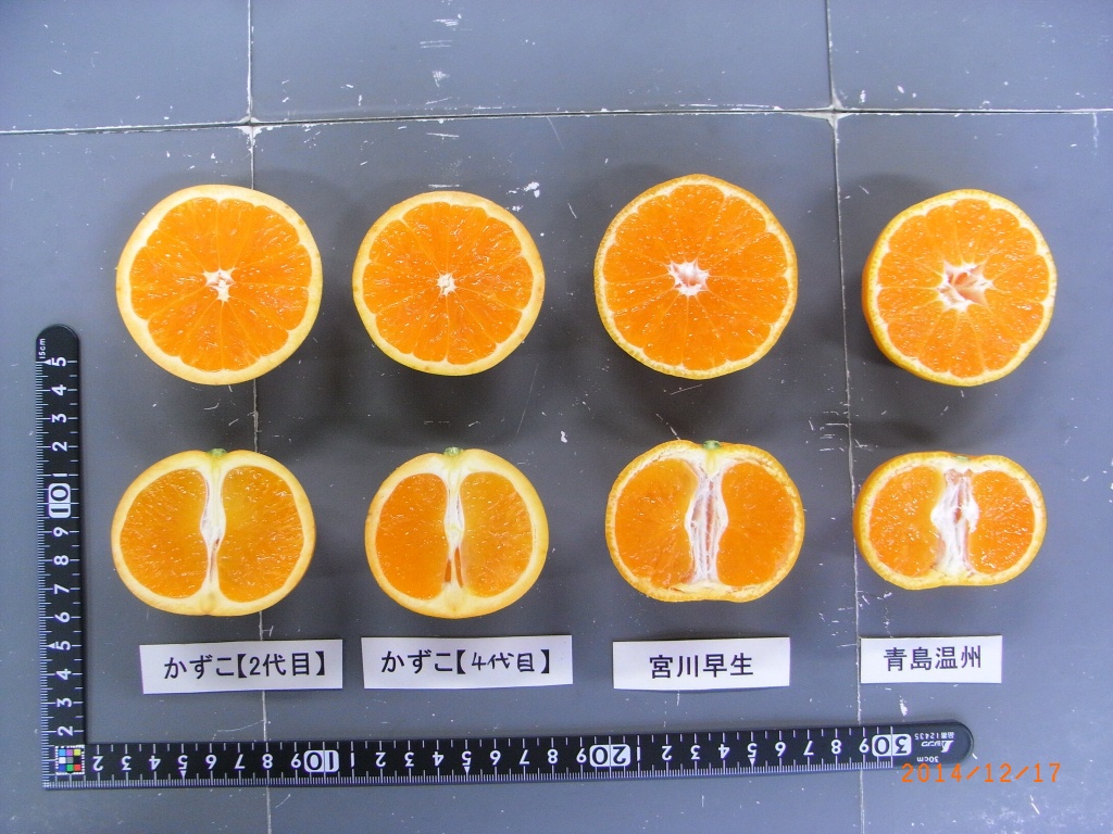 果实 (MAFF, Japan)