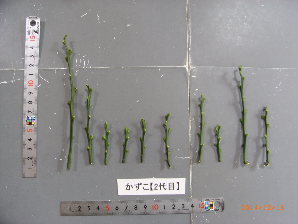 树体 (MAFF, Japan)