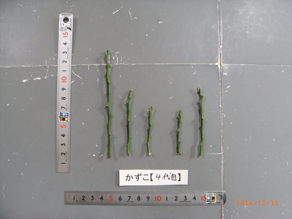 果实 (MAFF, Japan)