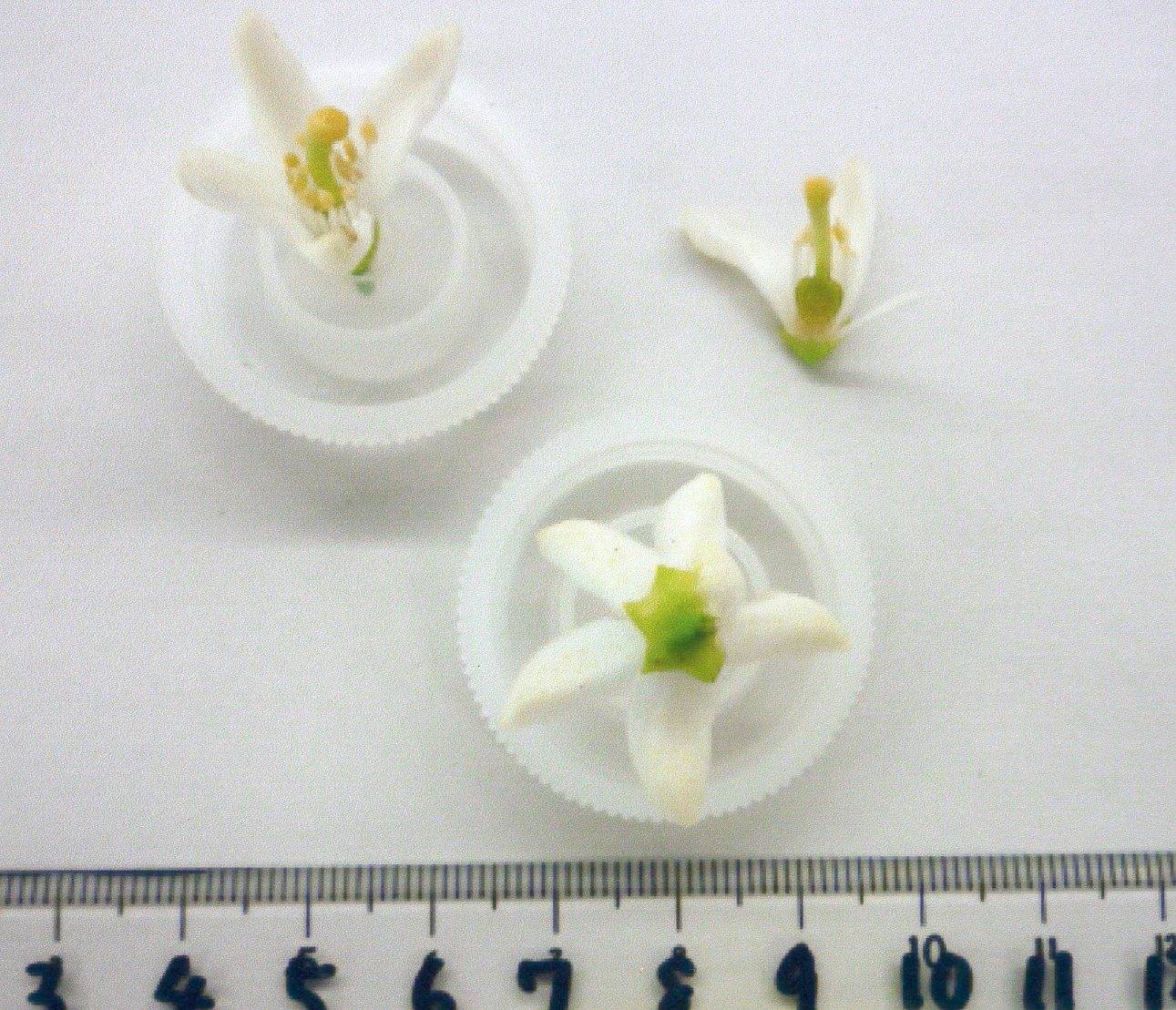 树体 (MAFF, Japan)