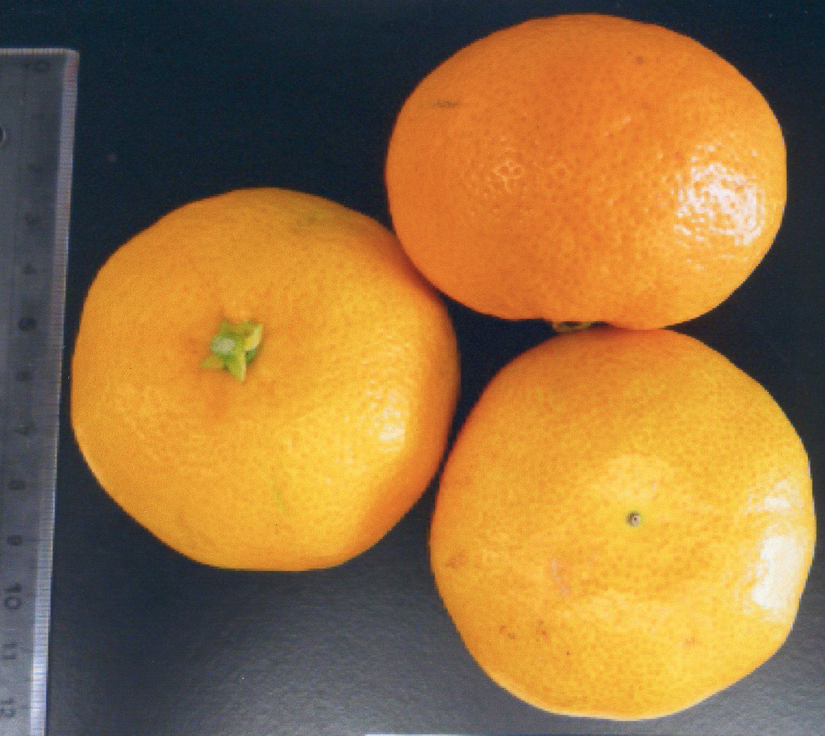 果实 (MAFF, Japan)