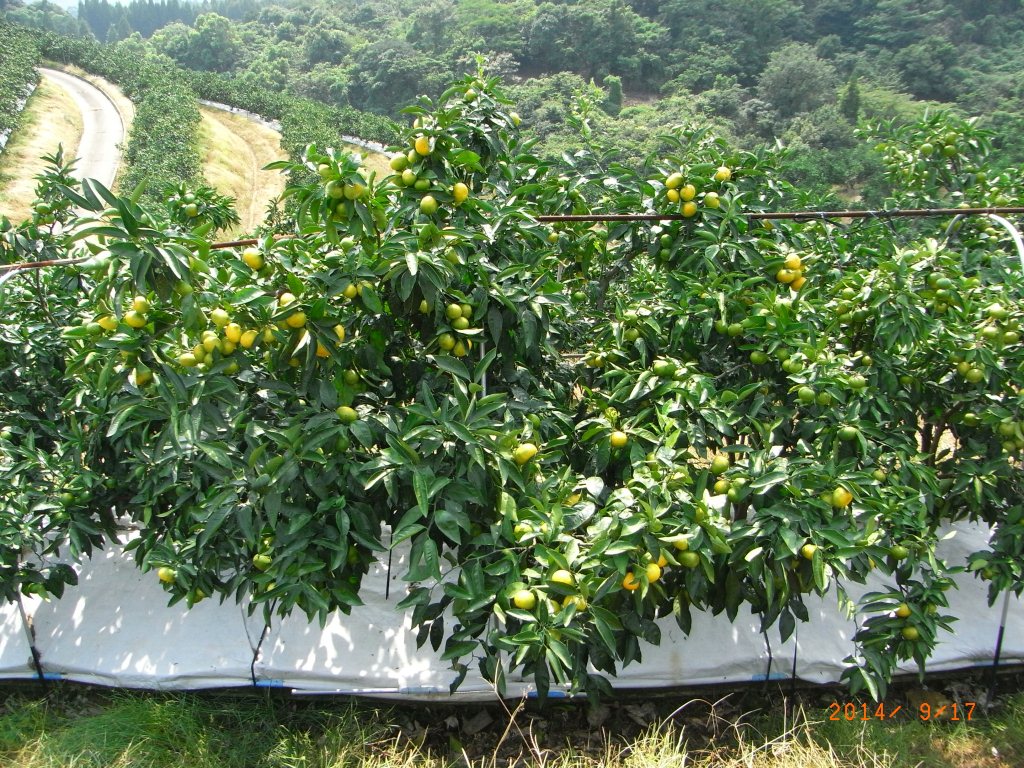 果实 (MAFF, Japan)