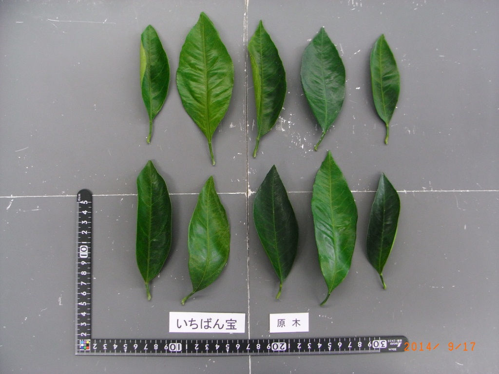 树体 (MAFF, Japan)