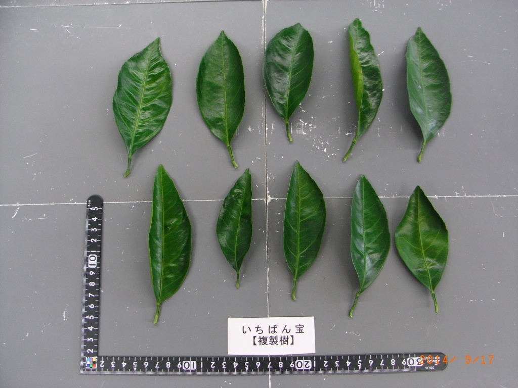 果实 (MAFF, Japan)