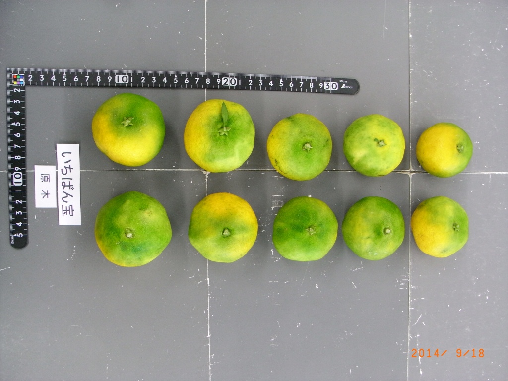 果实 (MAFF, Japan)