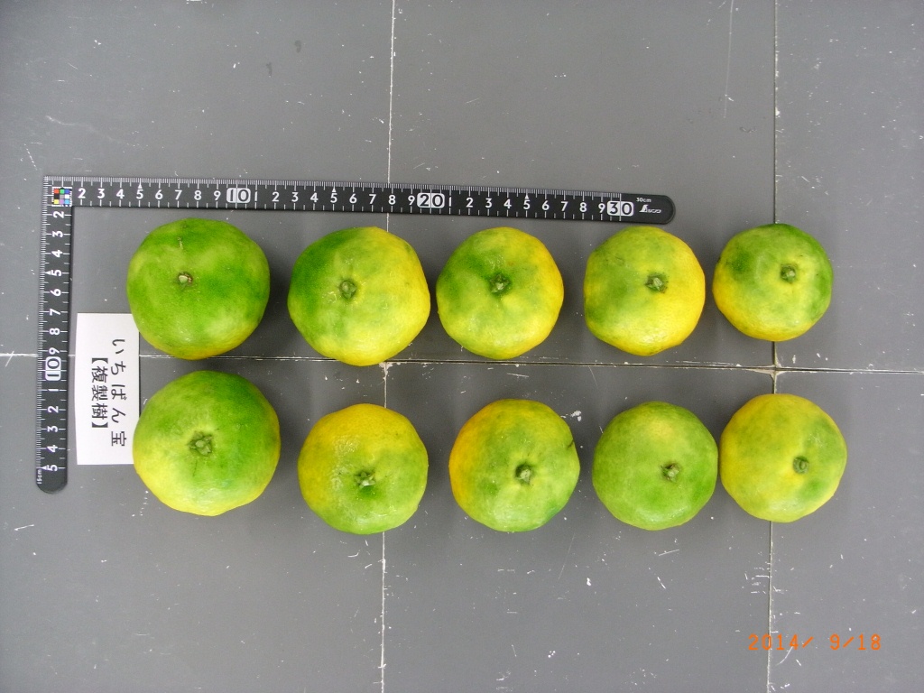 果实 (MAFF, Japan)