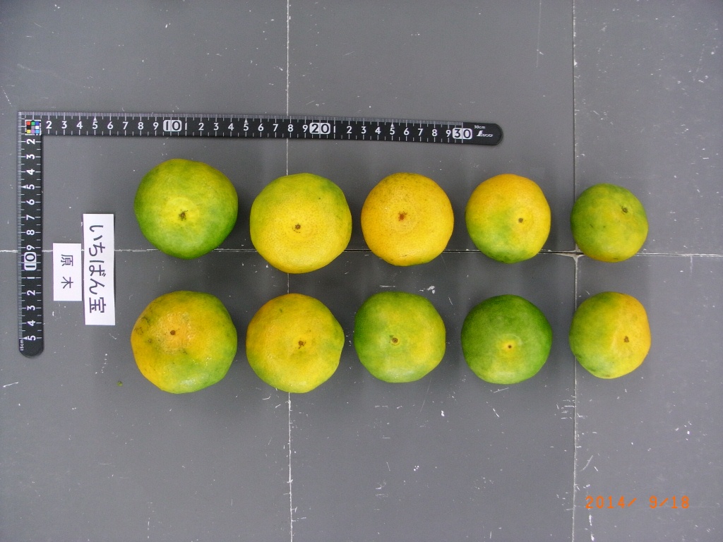 果实 (MAFF, Japan)