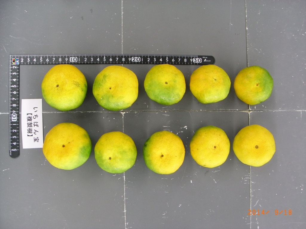 果实 (MAFF, Japan)