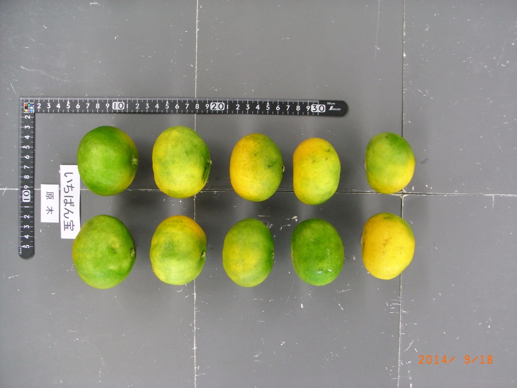 果实 (MAFF, Japan)