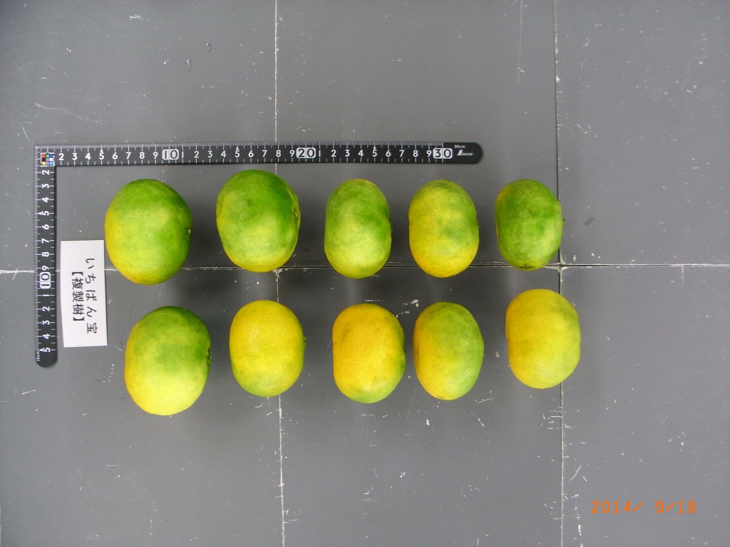 果实 (MAFF, Japan)