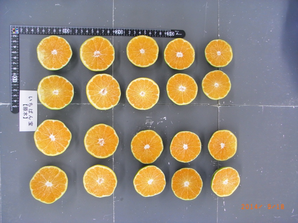 树体 (MAFF, Japan)