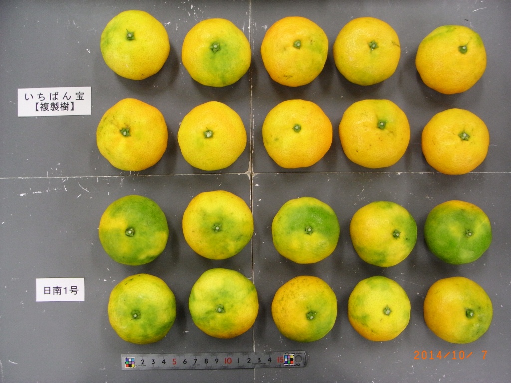 果实 (MAFF, Japan)