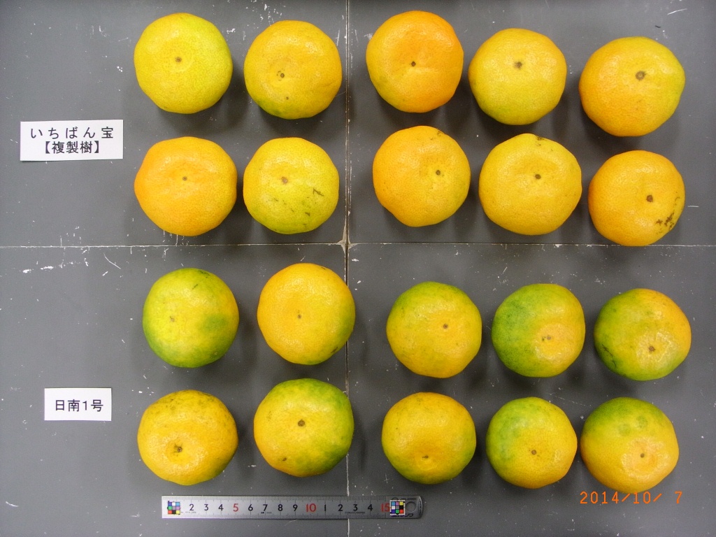 果实 (MAFF, Japan)