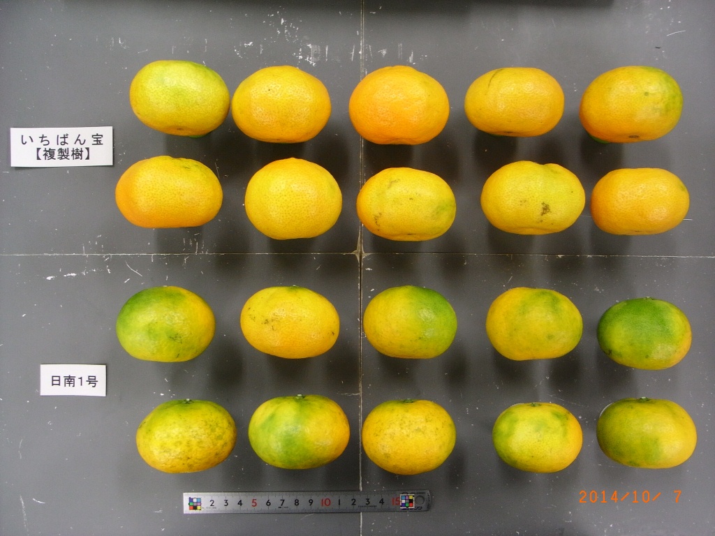 果实 (MAFF, Japan)