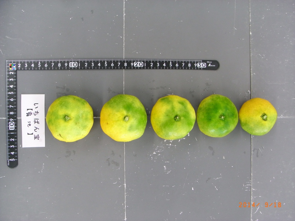 果实 (MAFF, Japan)