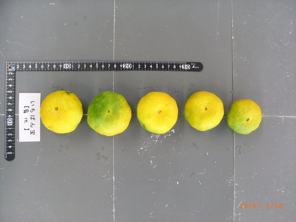 果实 (MAFF, Japan)