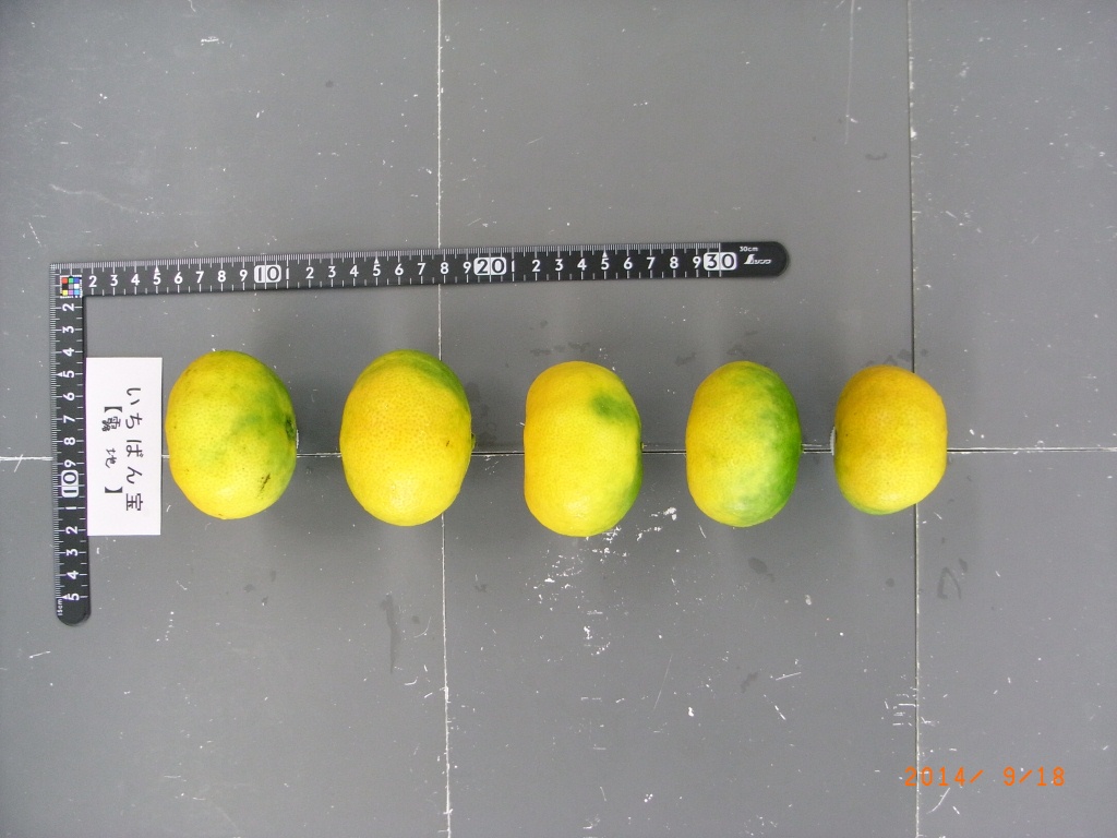 树体 (MAFF, Japan)