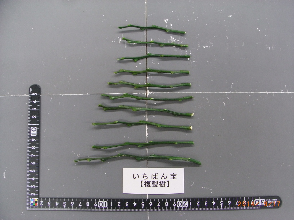 果实 (MAFF, Japan)