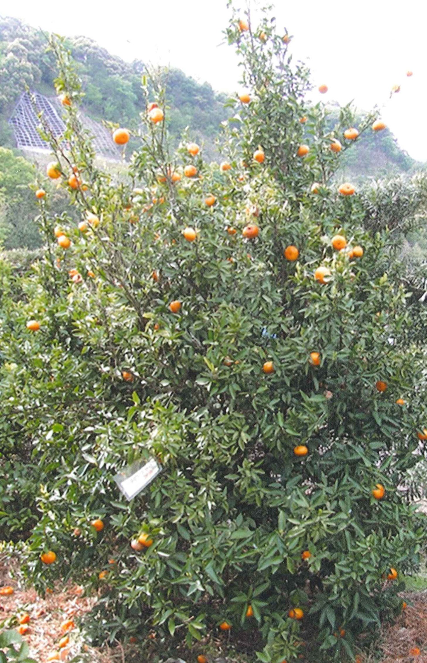 树体 (MAFF, Japan)