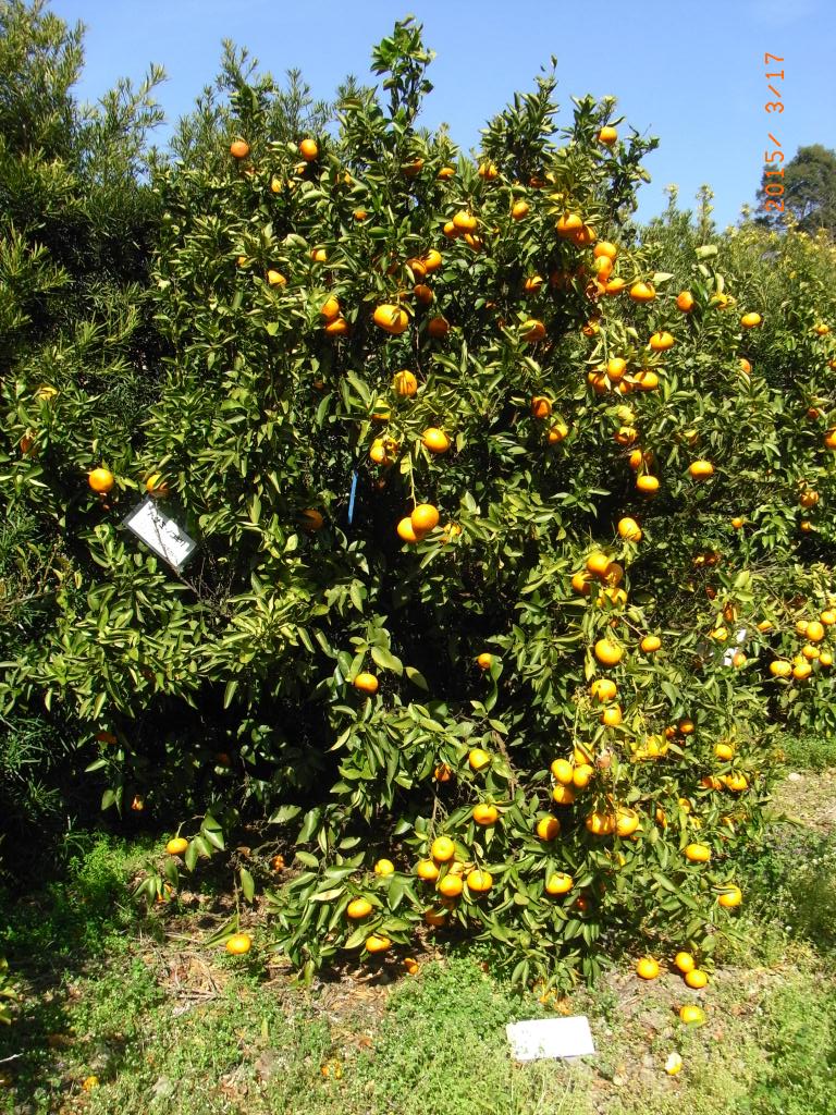 果实 (MAFF, Japan)