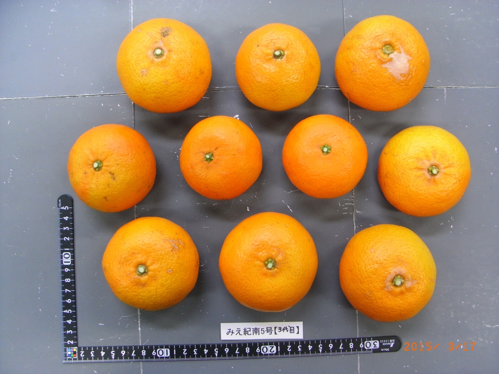 树体 (MAFF, Japan)