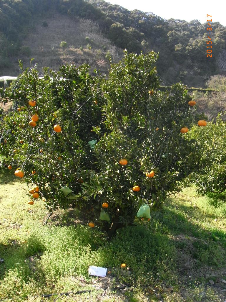 果实 (MAFF, Japan)