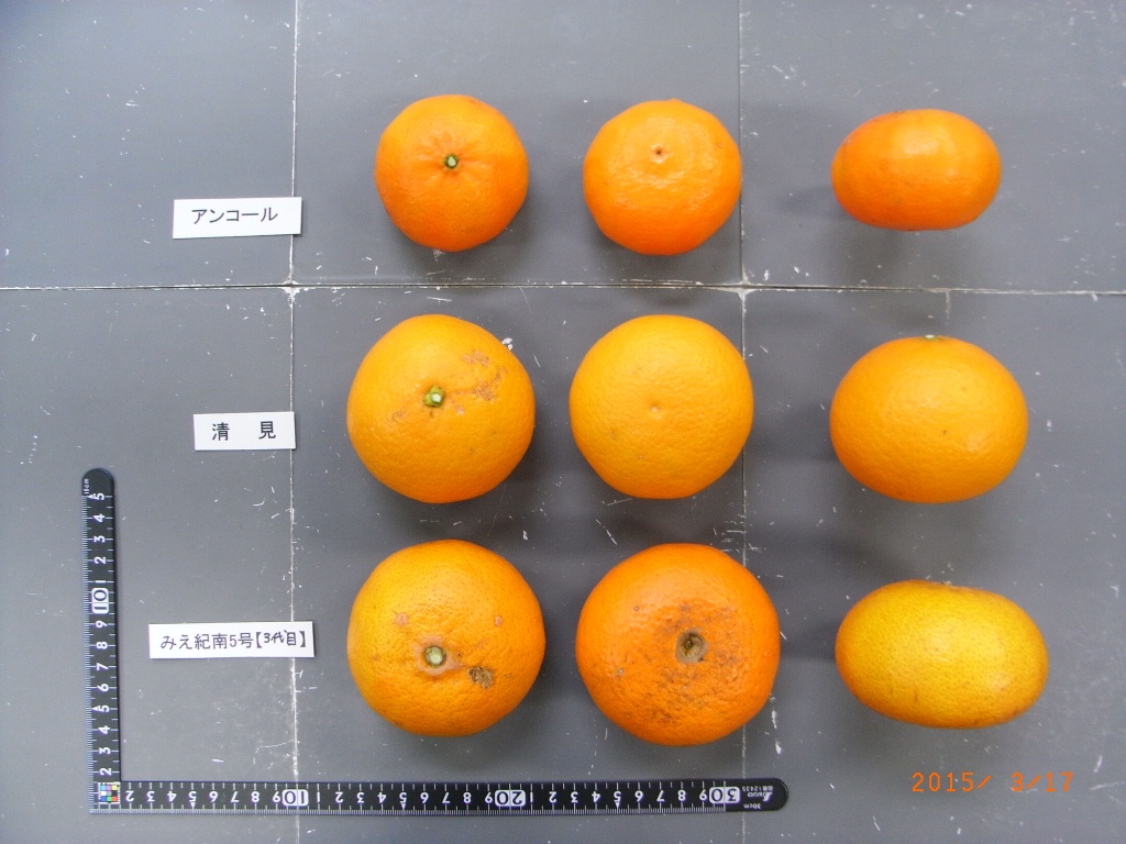 树体 (MAFF, Japan)